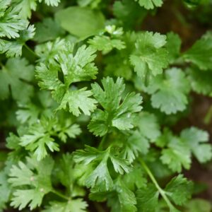 Parsley