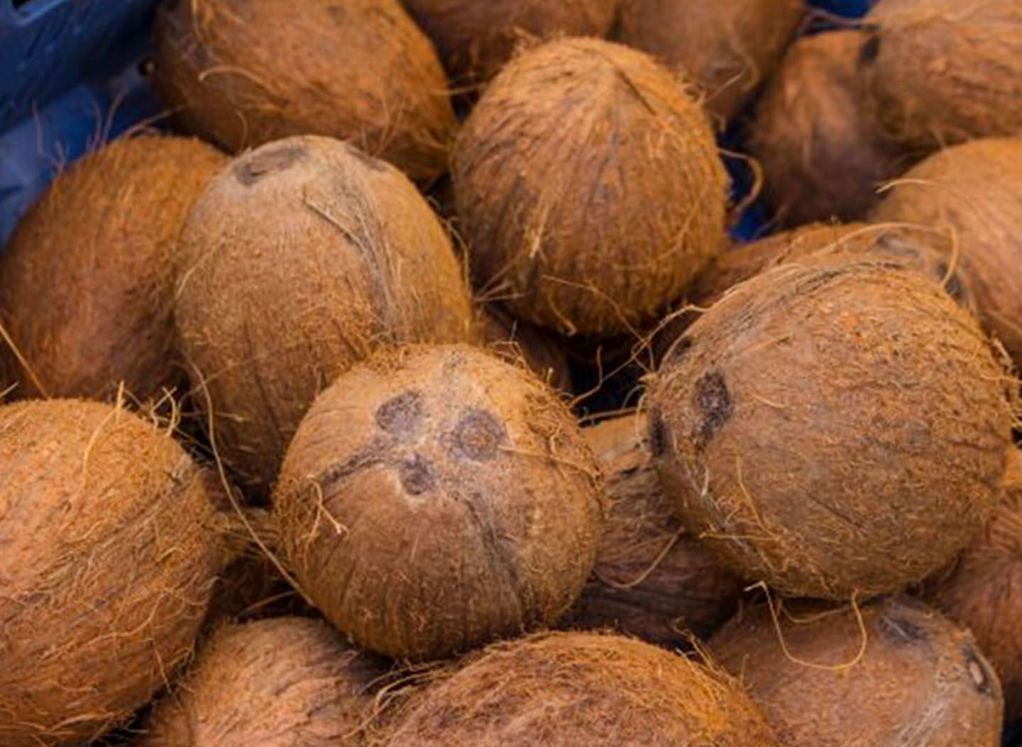 Coconut (Narial) 1 piece